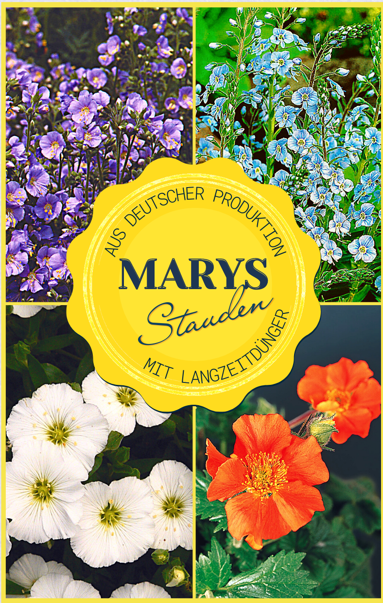 Marys Stauden